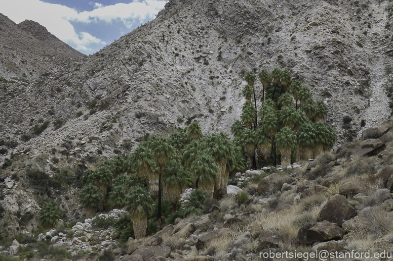 Desert Biogeography of Joshua Tree National Park